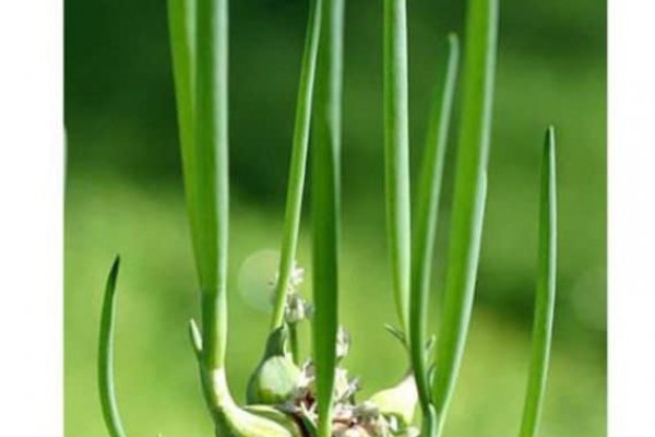 Кракен ссылка bazaonion com